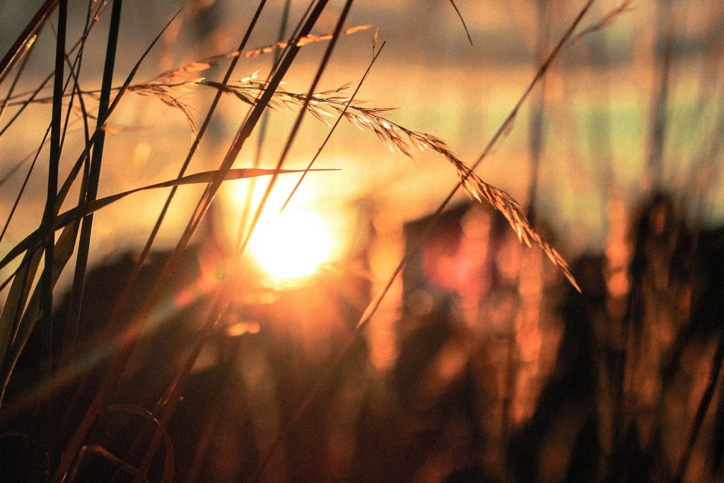 Sunset through grass